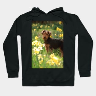 Welsh Terrier puppy amongst daffodils Hoodie